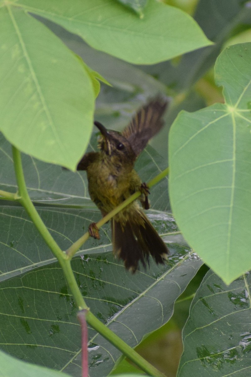 Crimson Sunbird - ML647343312