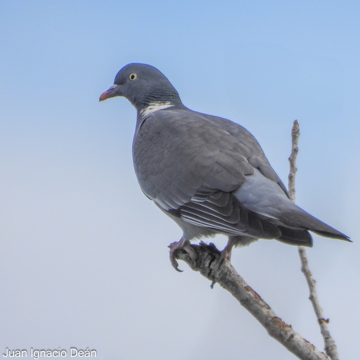 Pigeon ramier - ML647343315