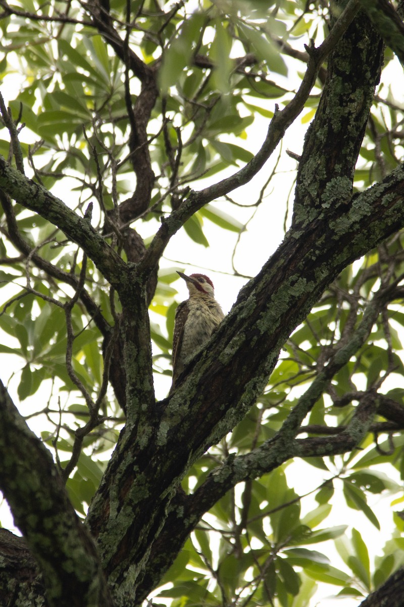 Bennett's Woodpecker - ML647343328