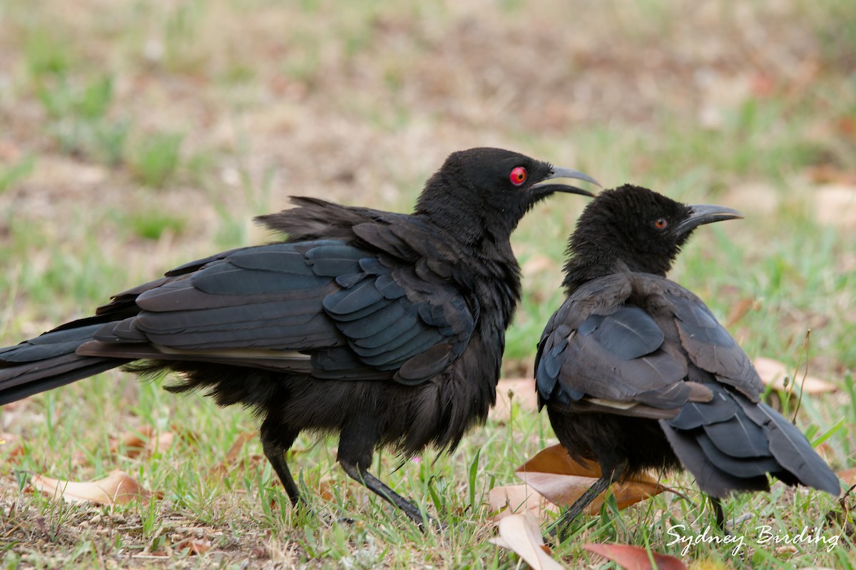 White-winged Chough - ML647343329