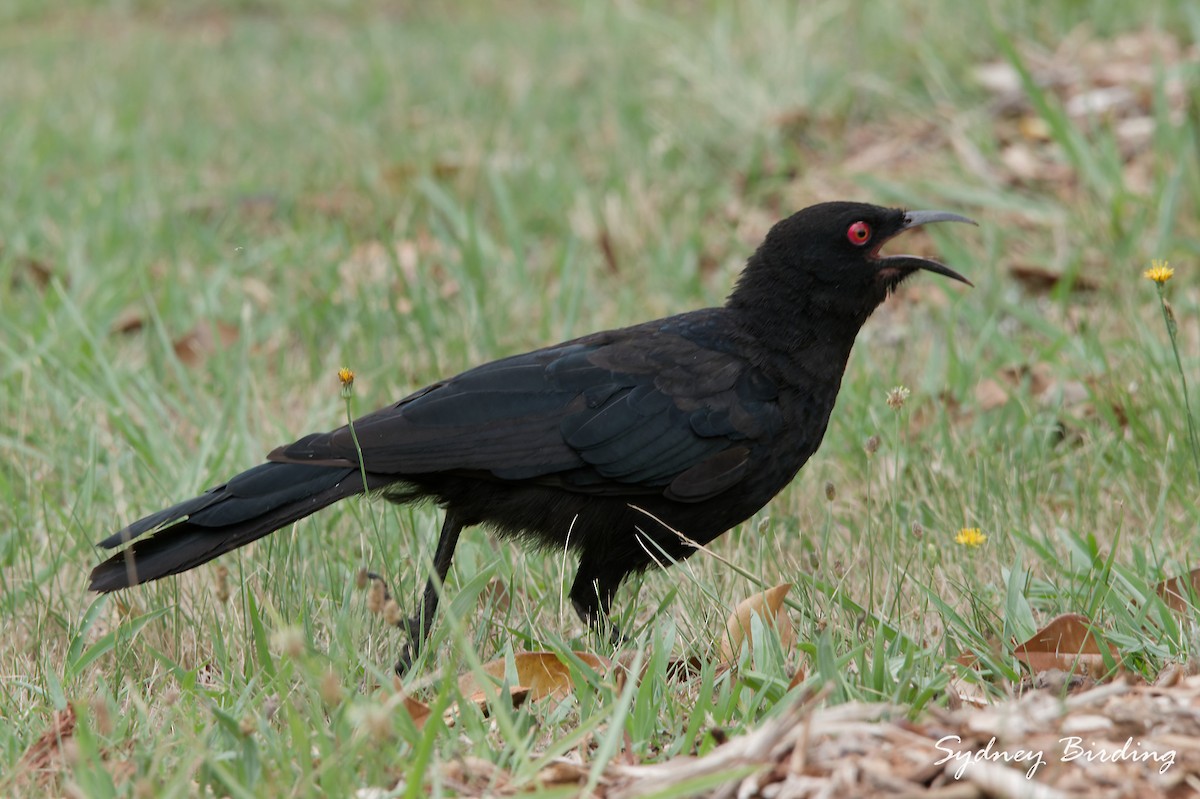 White-winged Chough - ML647343330