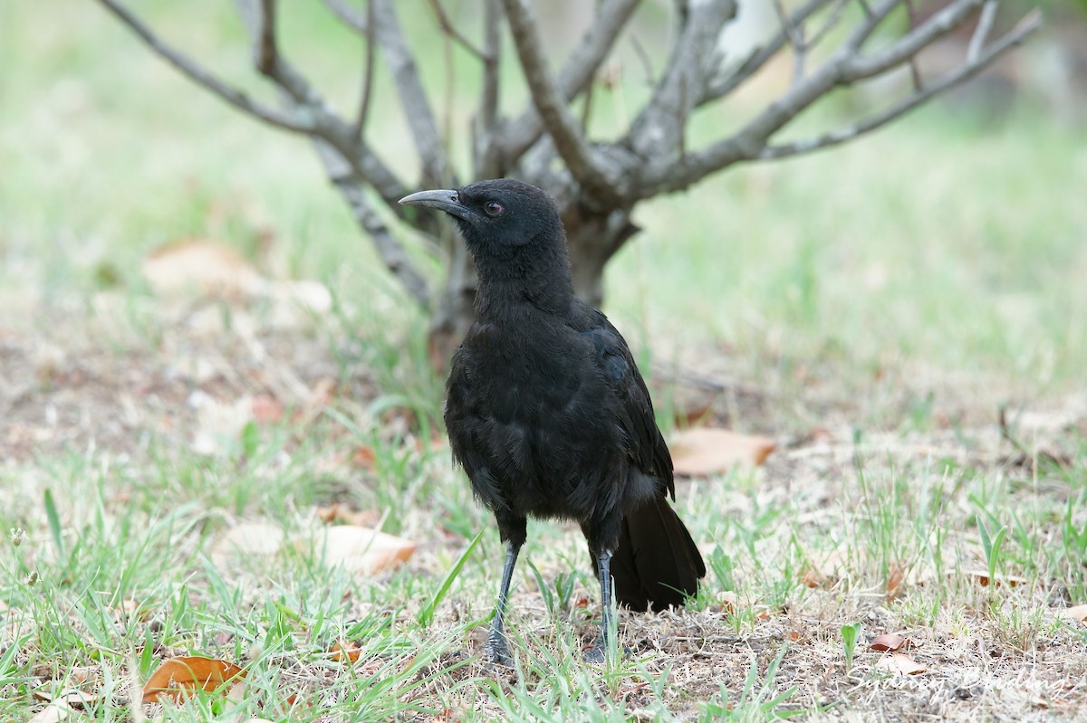 White-winged Chough - ML647343331