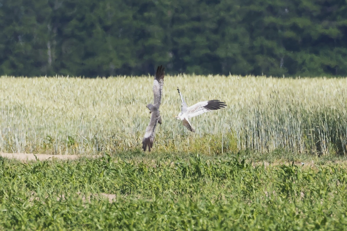 זרון פס - ML647343333