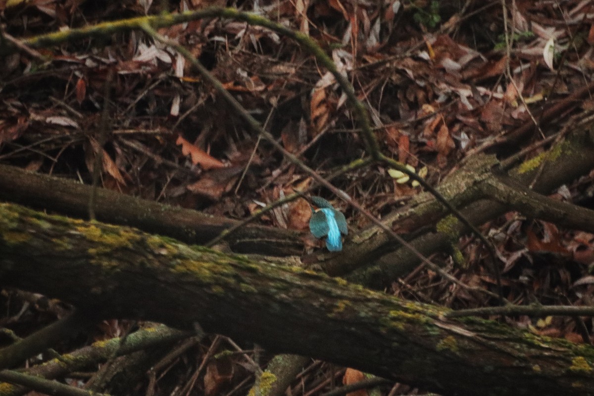 שלדג גמדי - ML647343334