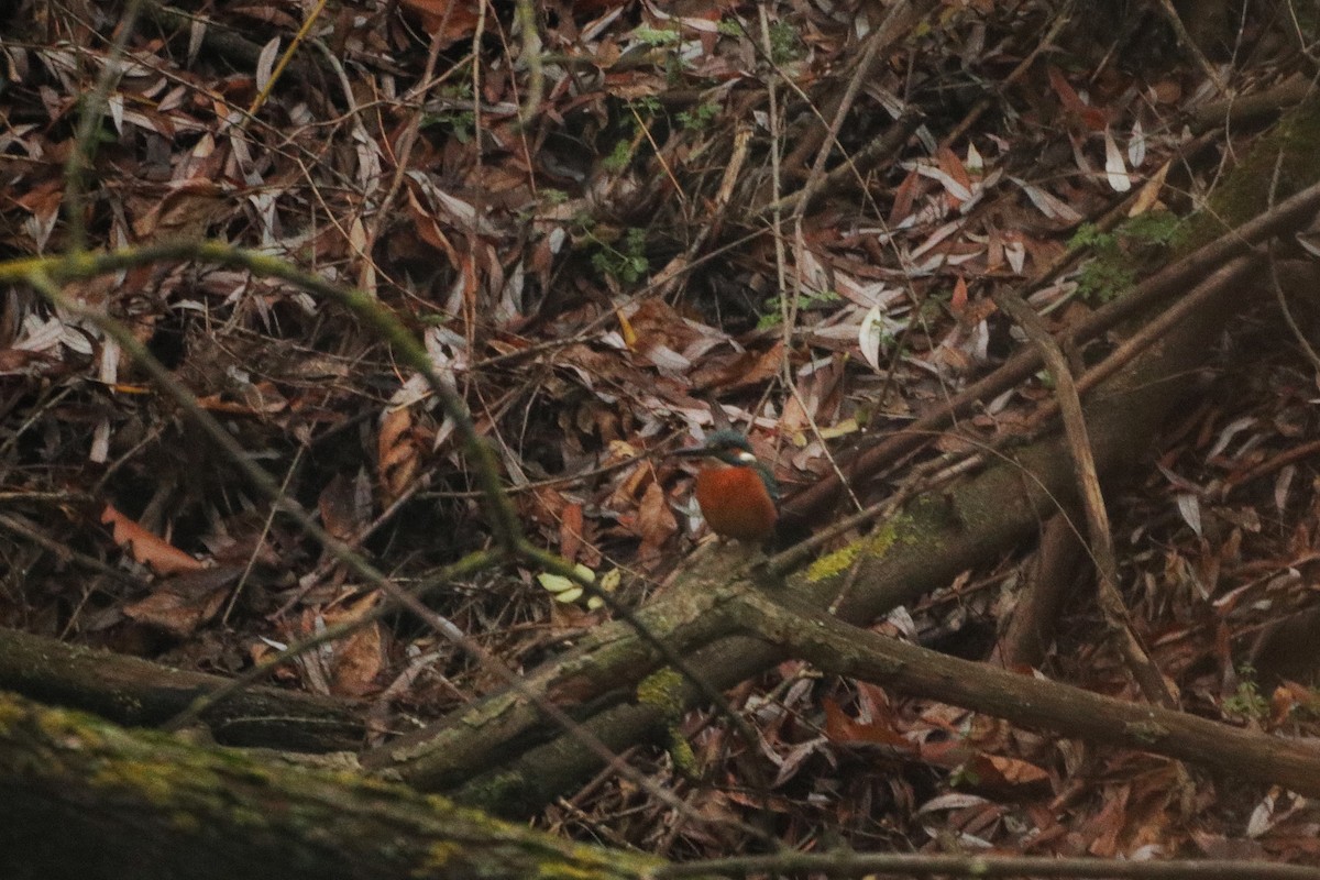 שלדג גמדי - ML647343335