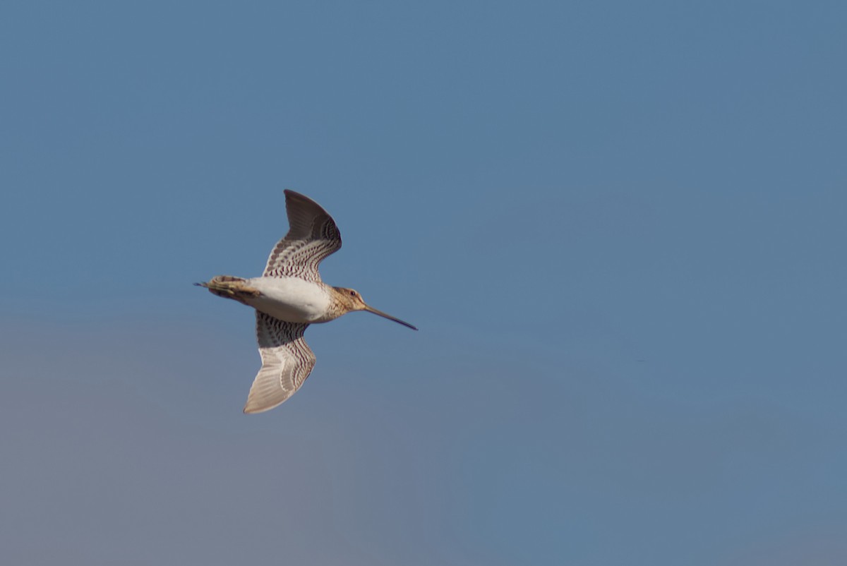 חרטומית ביצות - ML647343336