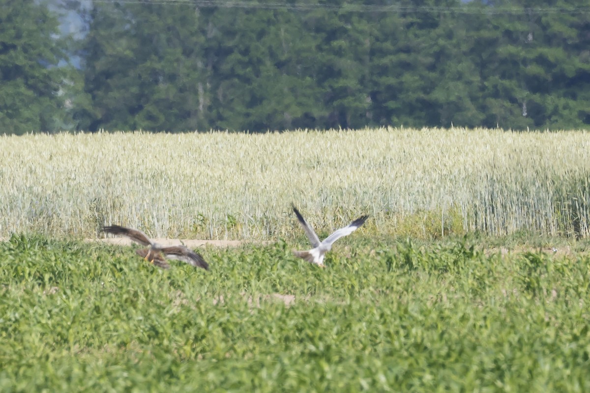 זרון פס - ML647343337
