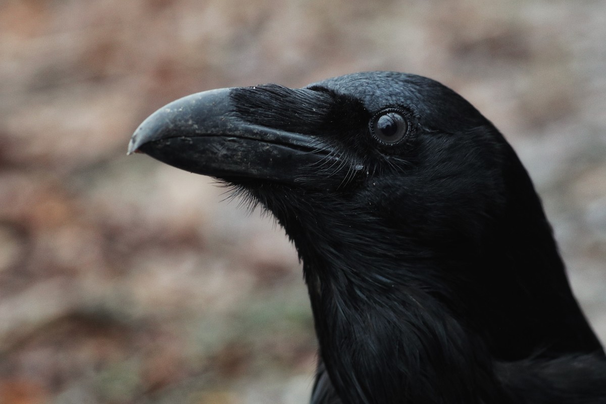 עורב שחור - ML647343338