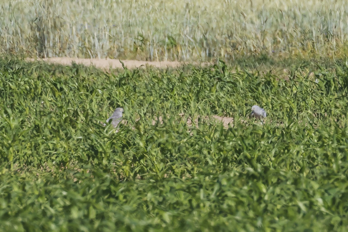 זרון פס - ML647343340
