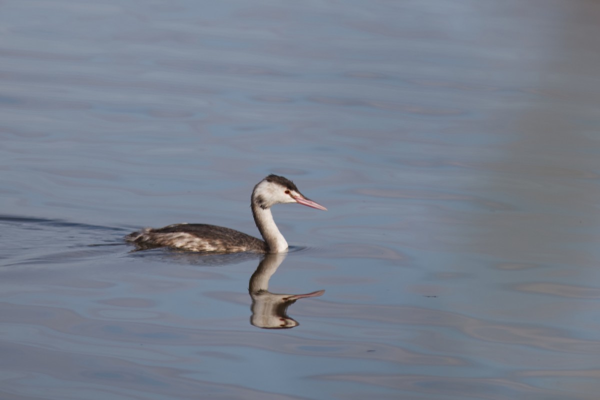 טבלן מצויץ - ML647343341