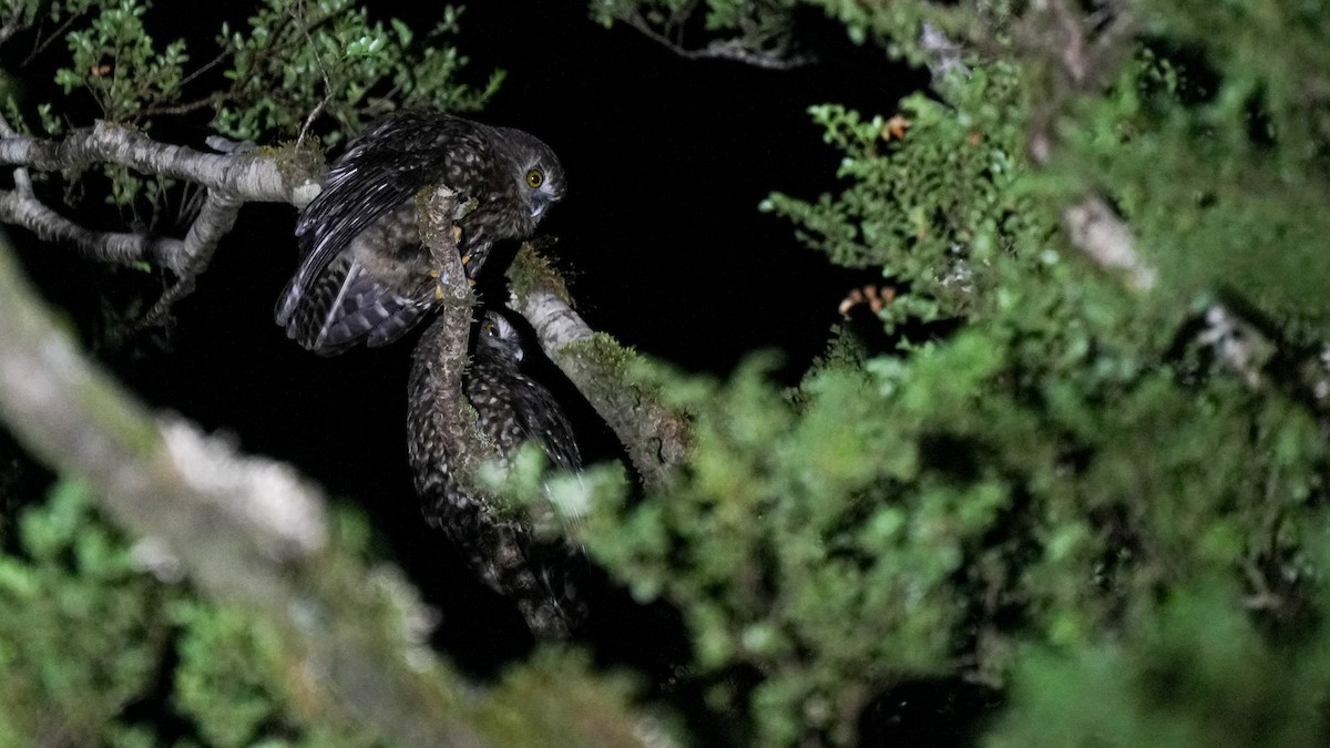 Morepork - ML647343342