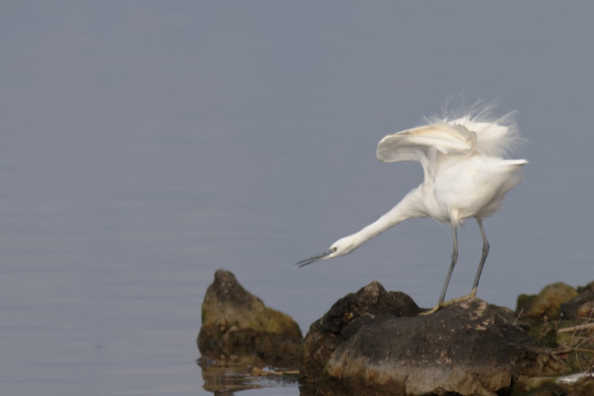 לבנית קטנה - ML647343344