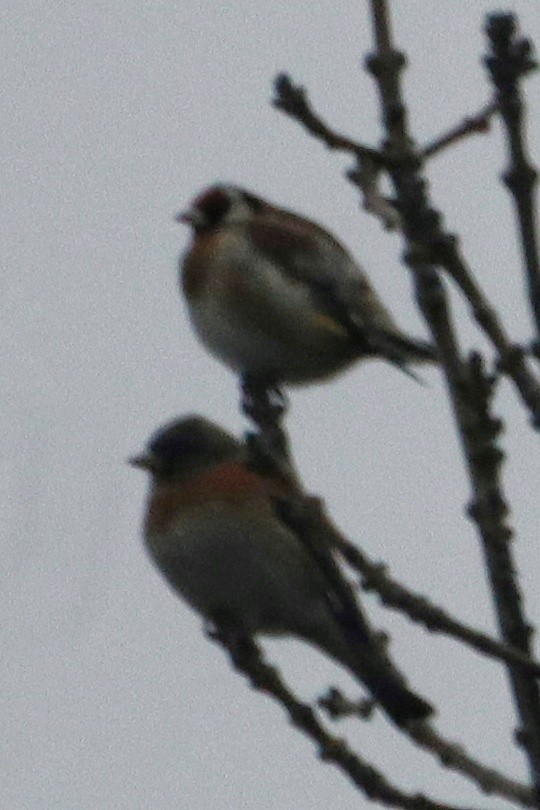 פרוש הרים - ML647343346