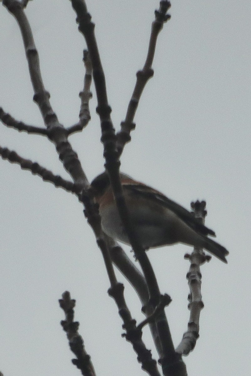 פרוש הרים - ML647343347