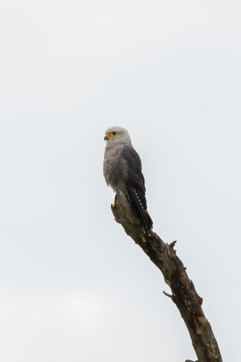Dickinson's Kestrel - ML647343348