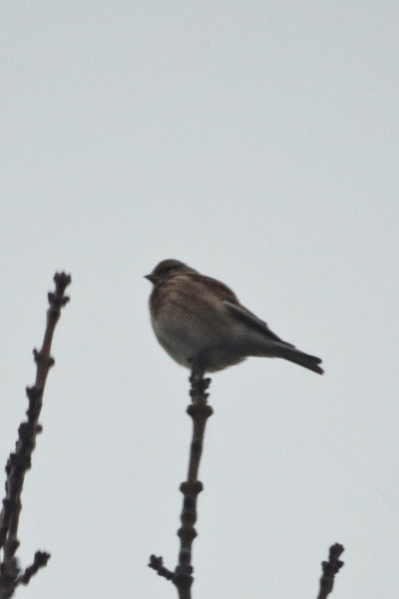 תפוחית מצויה - ML647343351