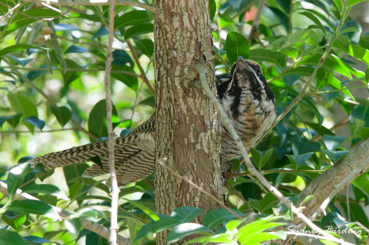 Pacific Koel - ML647343352