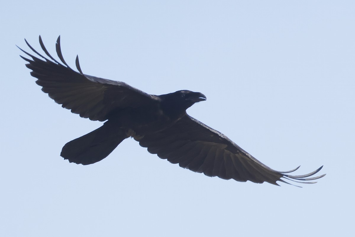 עורב שחור - ML647343353