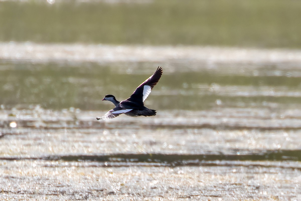 Green Pygmy-Goose - ML647343367