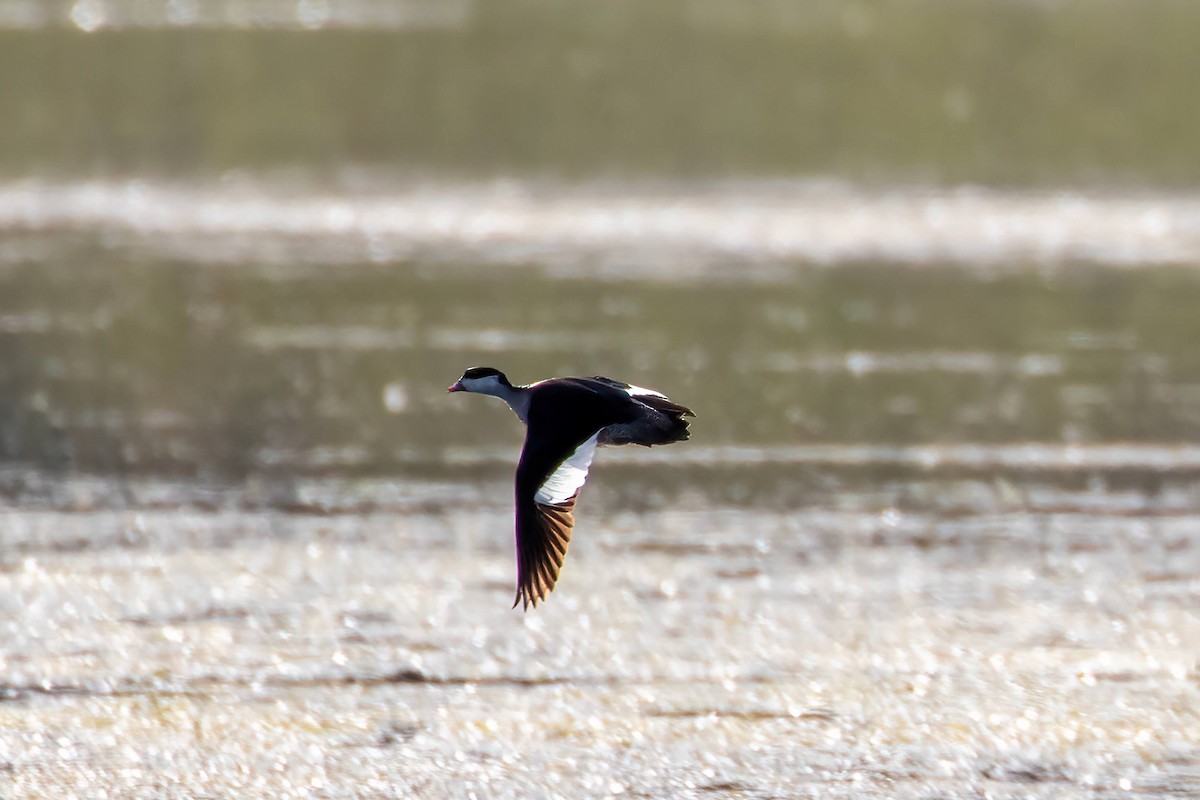 Green Pygmy-Goose - ML647343368