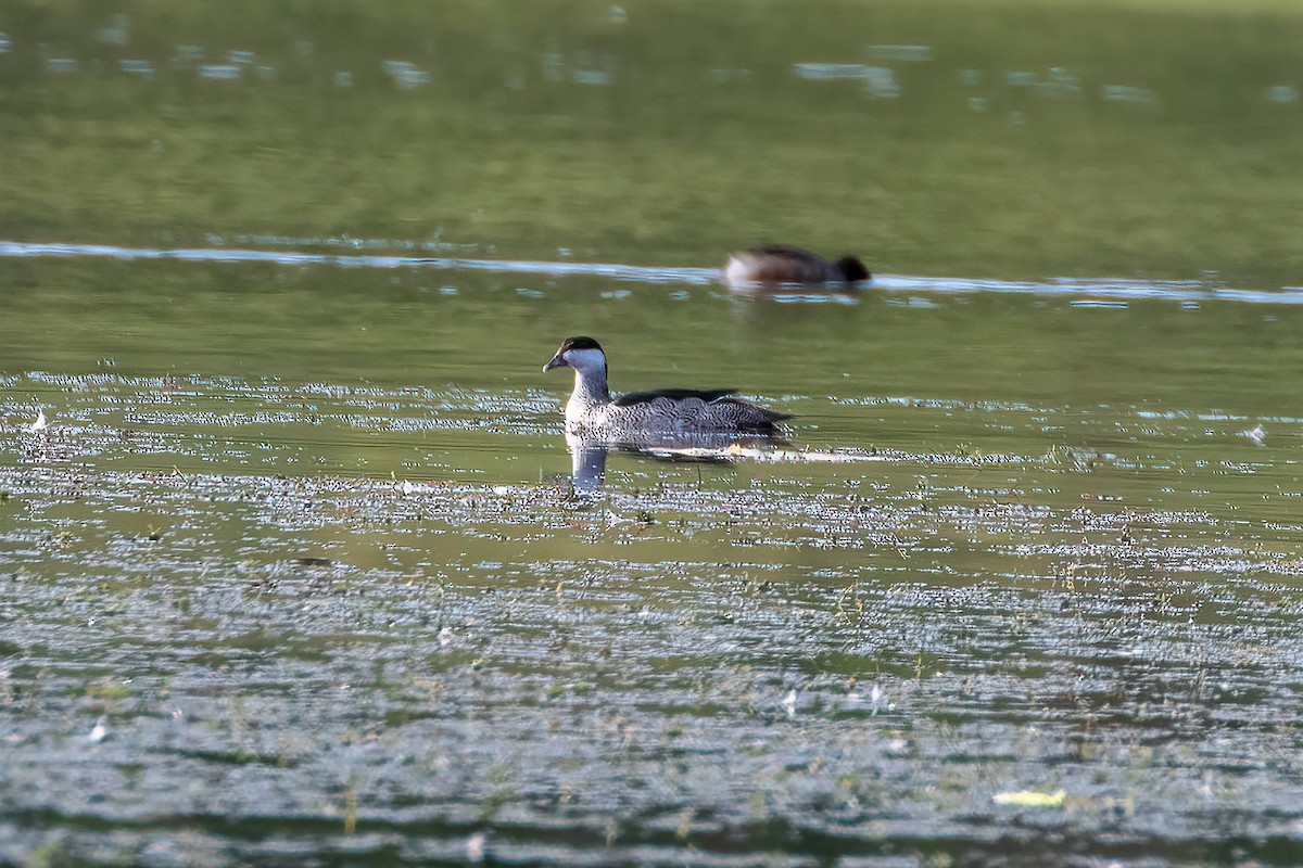 Green Pygmy-Goose - ML647343369