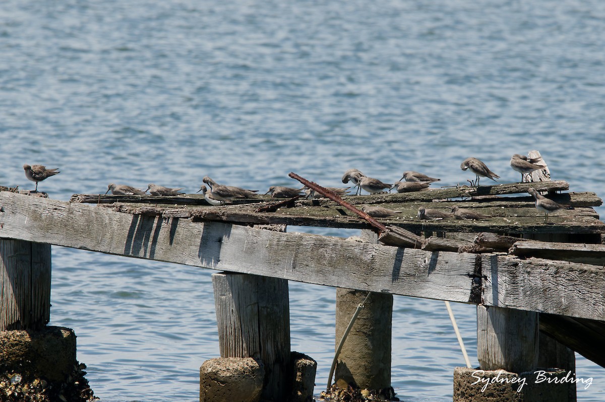 Playero Siberiano - ML647343372