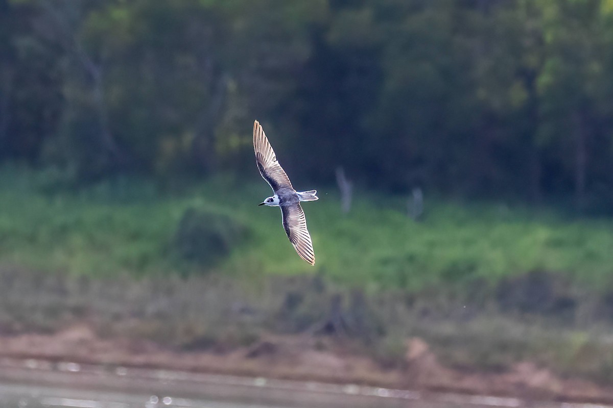 White-winged Tern - ML647343374