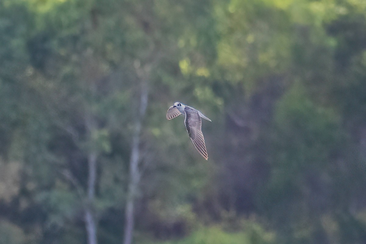 White-winged Tern - ML647343375