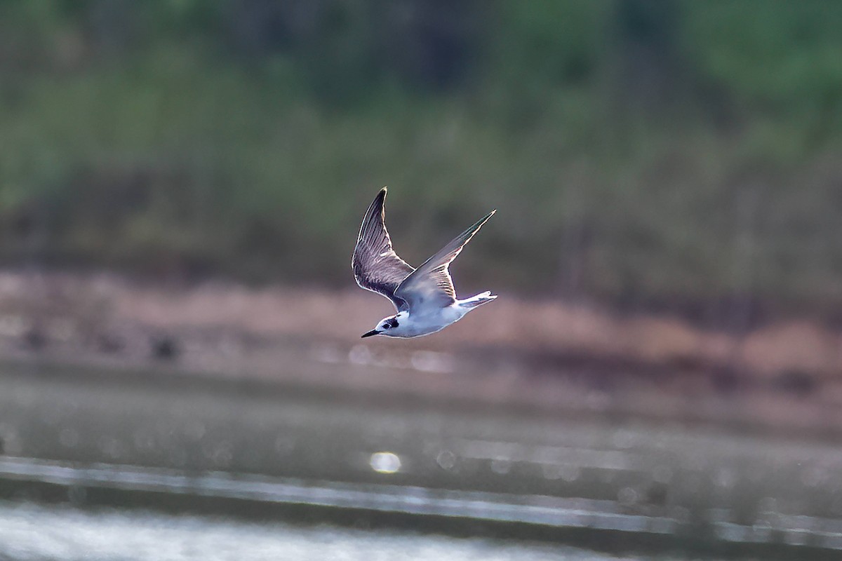 White-winged Tern - ML647343376