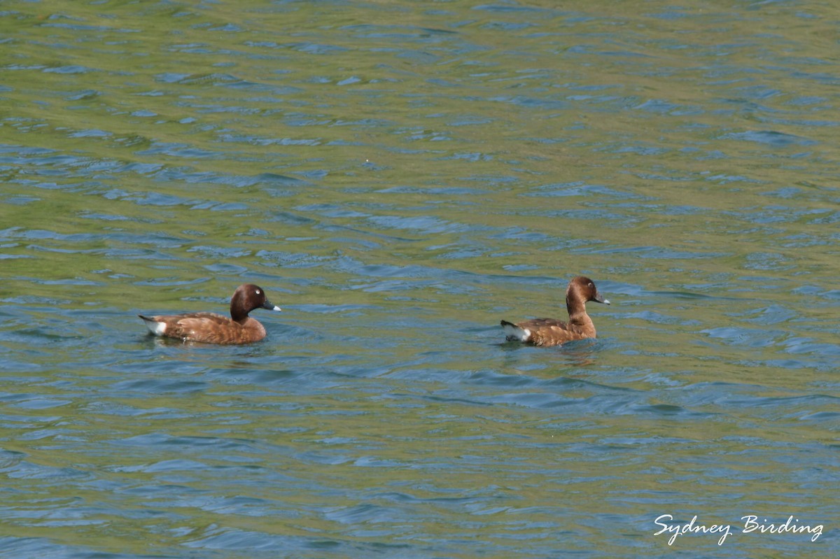 Hardhead - ML647343382