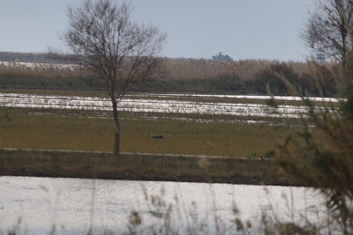 Grue cendrée - ML647343385
