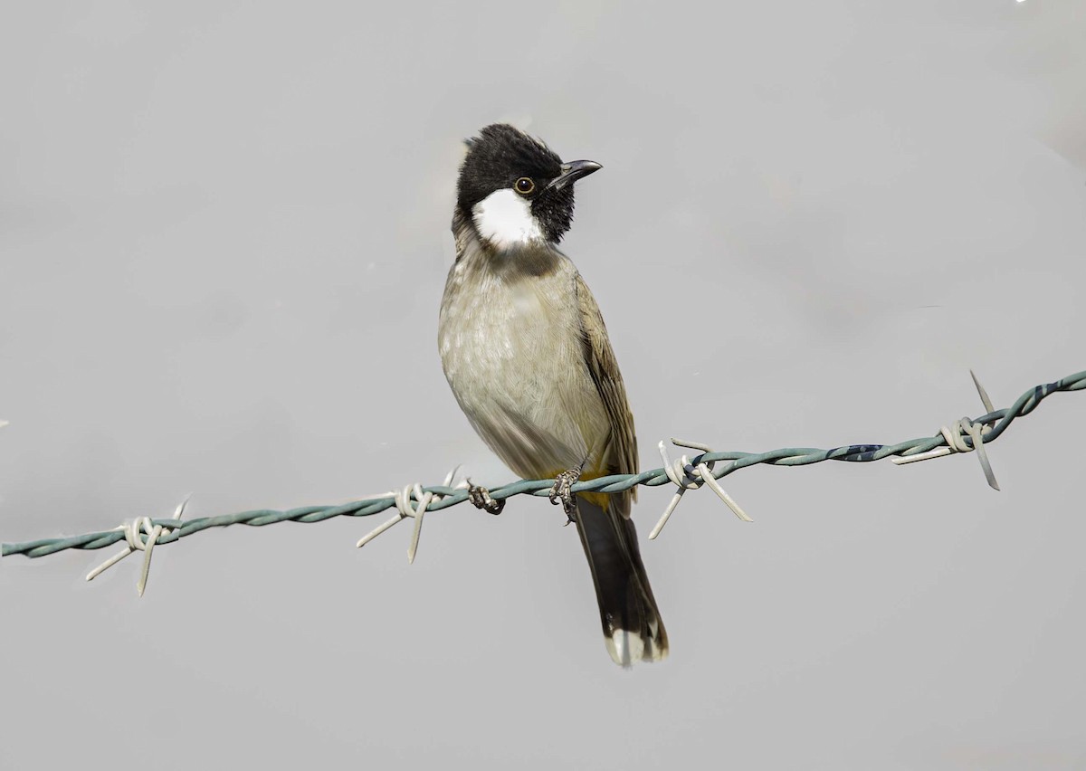 White-eared Bulbul - ML647343388