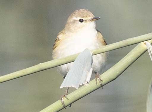 Common Chiffchaff - ML647343391