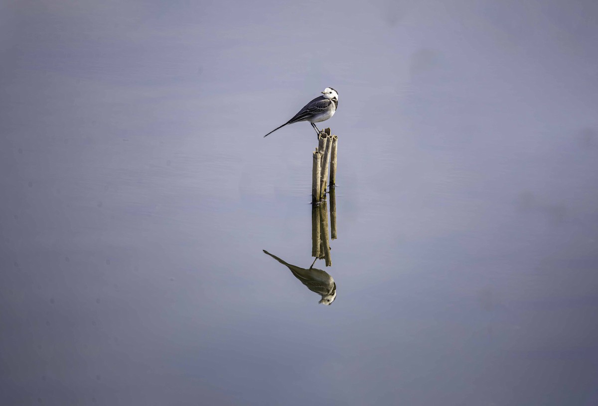 linerle - ML647343396