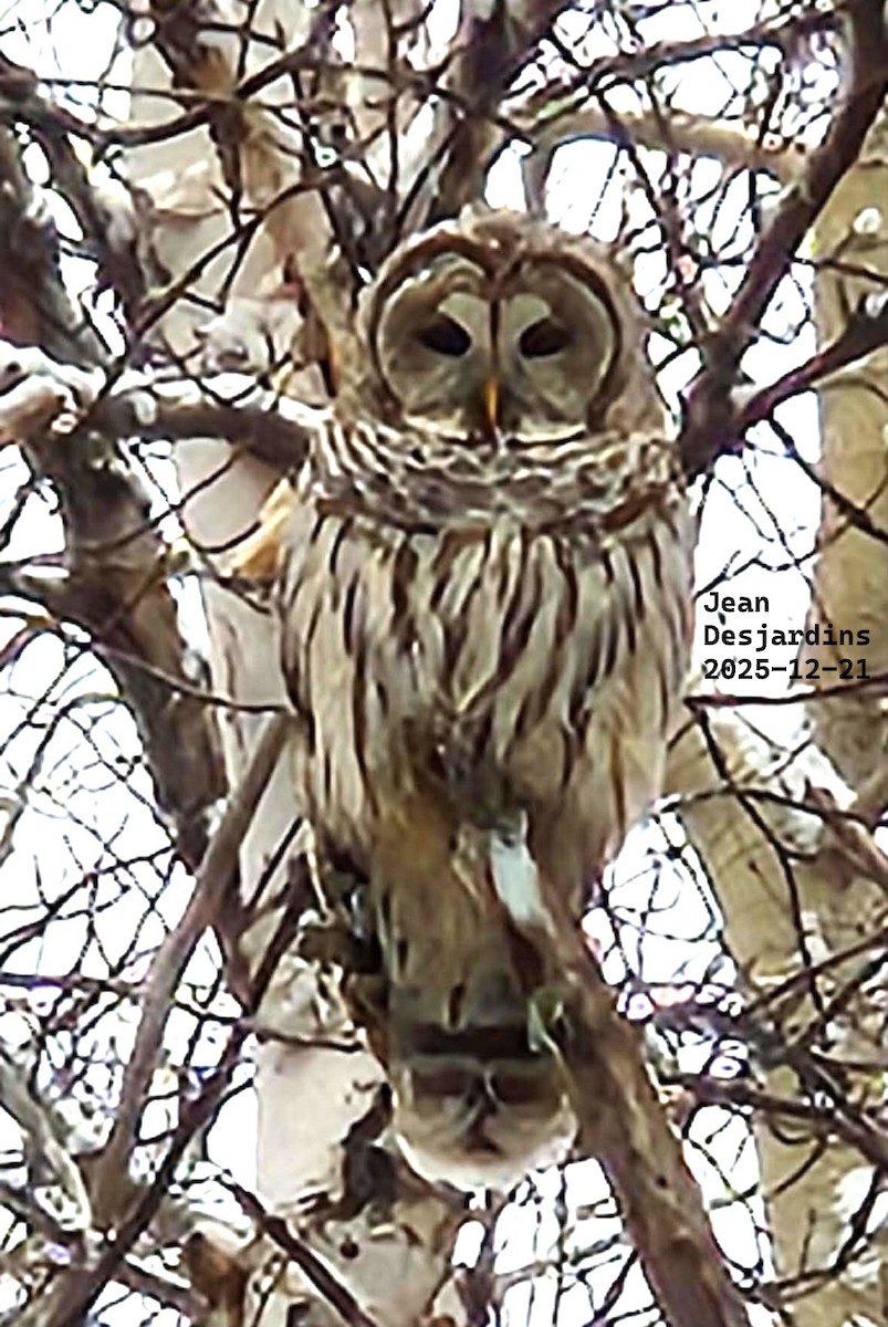 Barred Owl - ML647343400