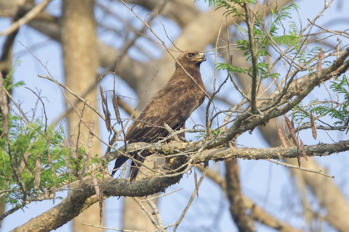 Wahlberg's Eagle - ML647343414