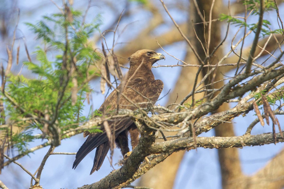 Wahlberg's Eagle - ML647343415