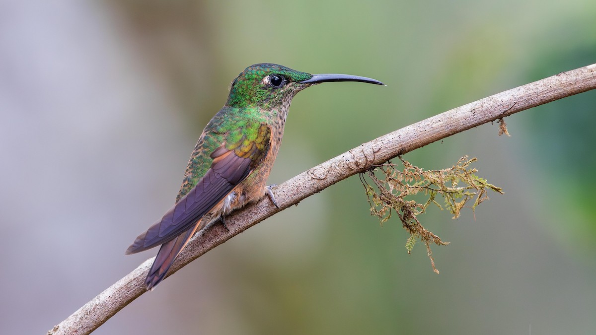 Brillante Pechigamuza - ML647343430