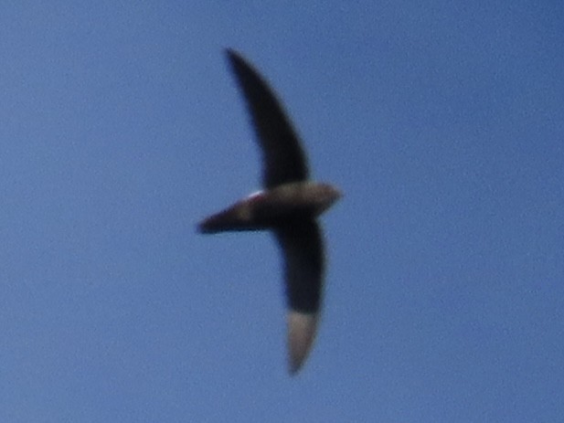 Martinet malais - ML647343437