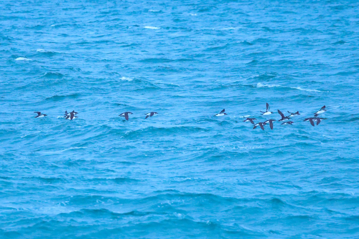 Толстоклювая кайра - ML647343452