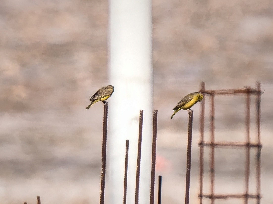 Greenish Yellow-Finch - ML647343455