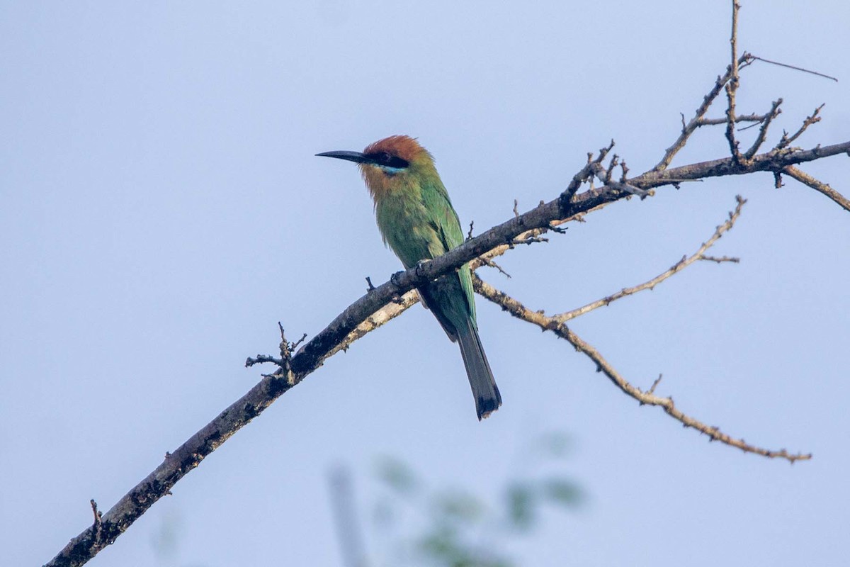 Böhm's Bee-eater - ML647343478