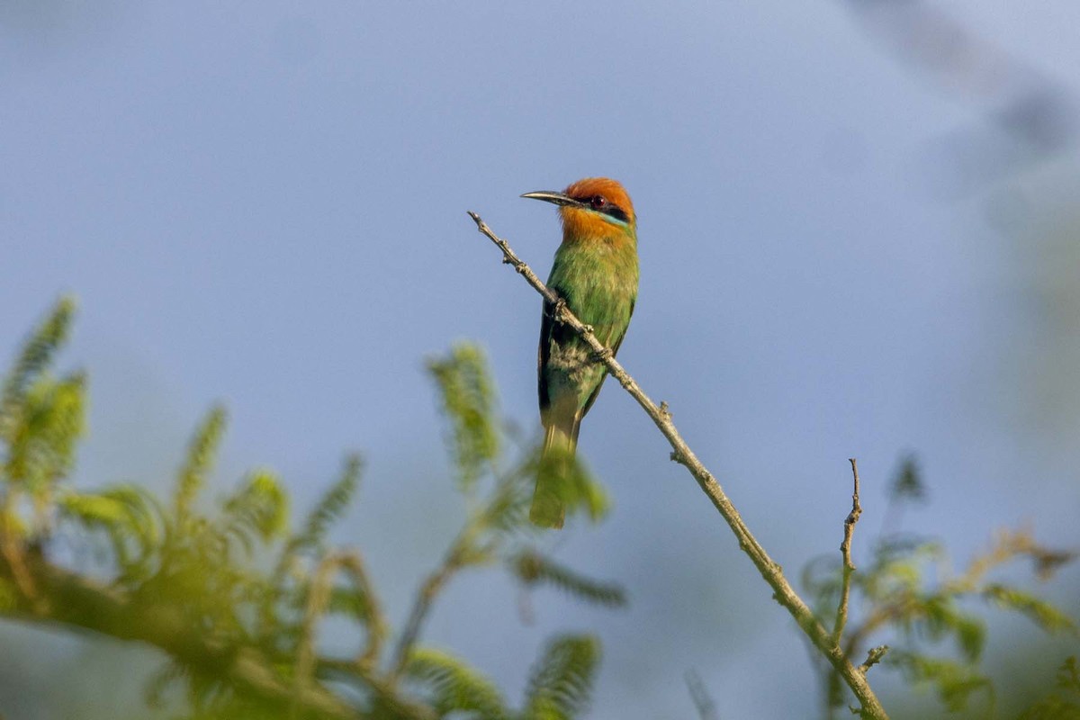 Böhm's Bee-eater - ML647343479
