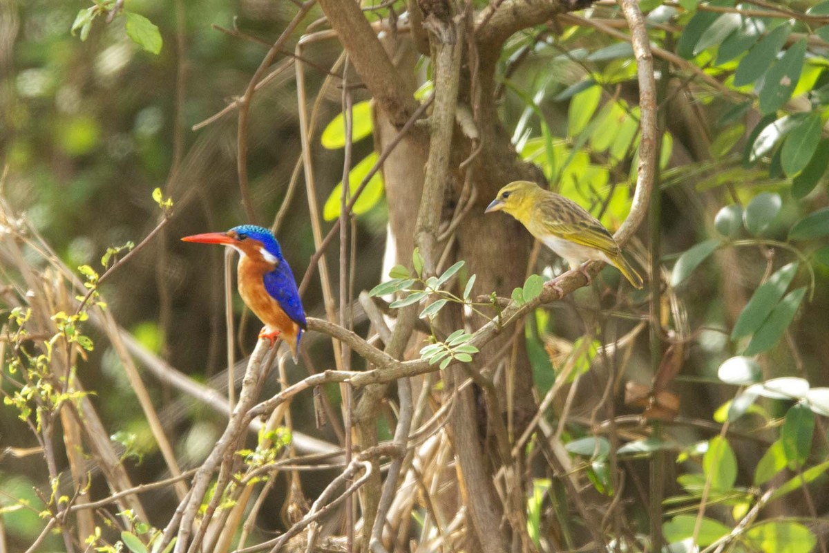 Malachite Kingfisher (Mainland) - ML647343491