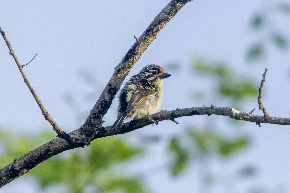 Northern Red-fronted Tinkerbird - ML647343501