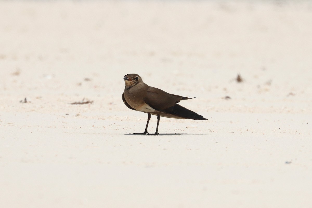Дерихвіст забайкальський - ML647343508