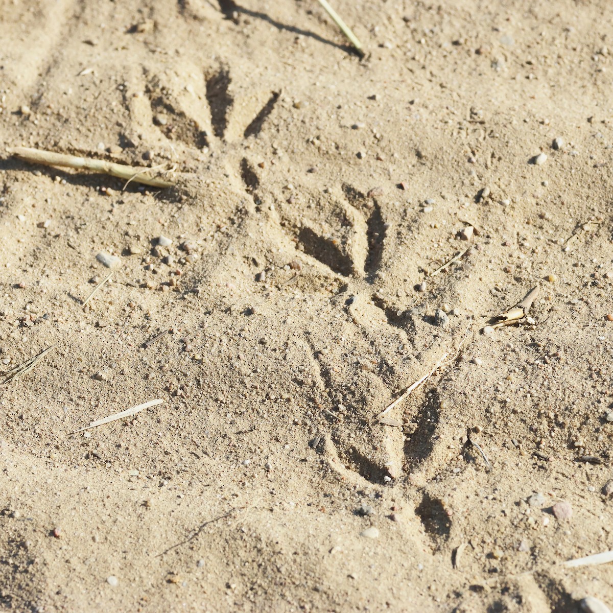 Куріпка сіра - ML647343519