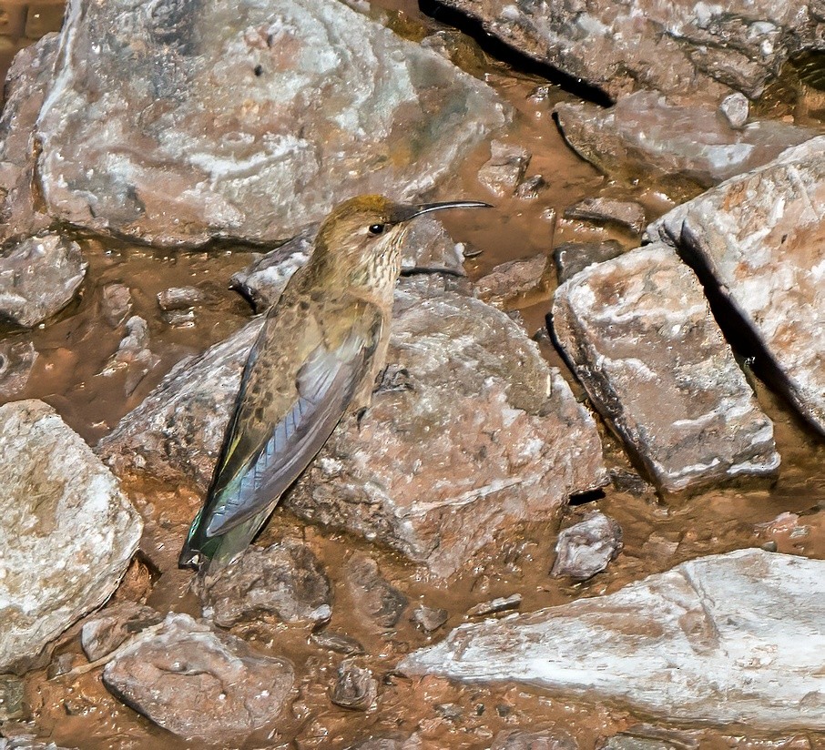 Колібрі-плямохвіст андський - ML647343520