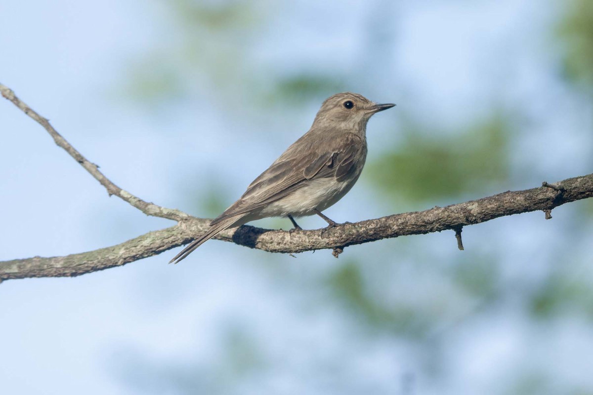 Мухоловка сіра - ML647343521