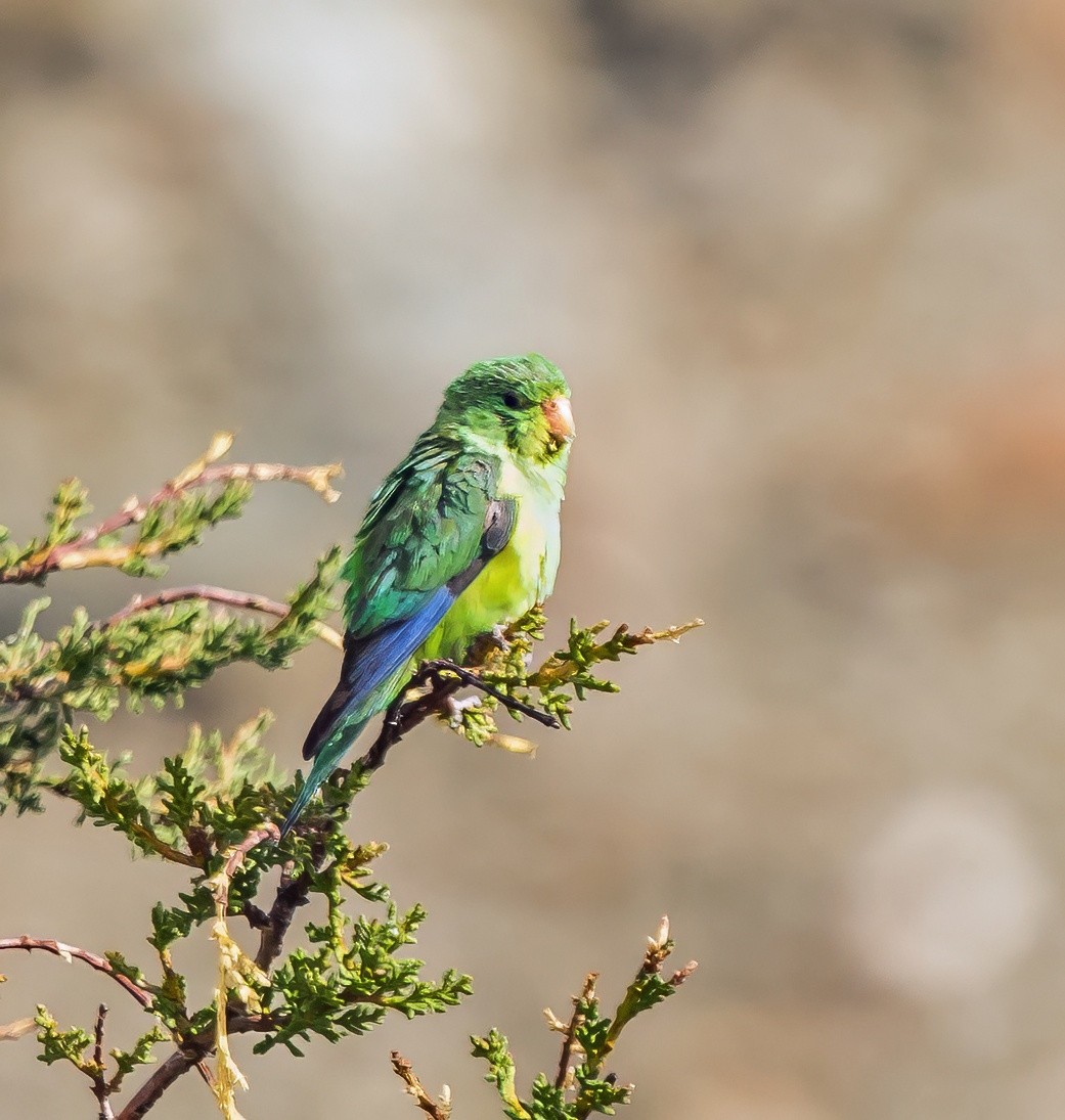 Папуга гірський - ML647343522